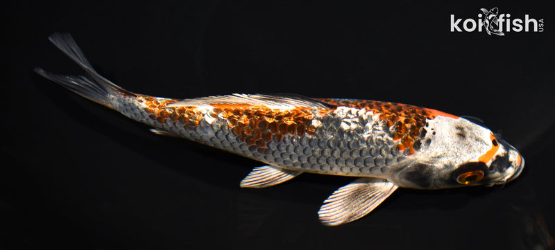 7" GINRIN BENI GINGA