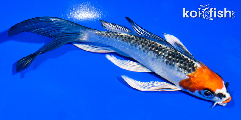 5.5" GINRIN KUCHIBENI BENI GINGA BUTTERFLY