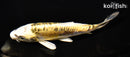 6.5" KIN KIKOKURYU