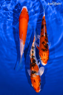 PACK OF (3) 5-6" STANDARD KOI