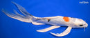 10.5" YAMATO NISHIKI BUTTERFLY