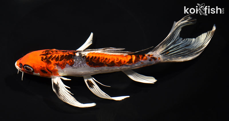 8.5" BENI KIKOKURYU BUTTERFLY