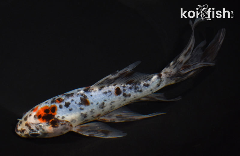 7.75" SHUBUNKIN GOLDFISH