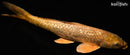 15.5" GINRIN CHAGOI
