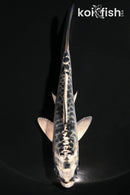 4.25" KIKOKURYU