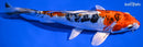 7.25" HEISEI NISHIKI