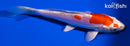 5.75" KIKUSUI