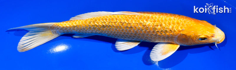 7.5" GINRIN YAMABUKI OGON