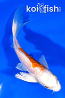 6.25" ARAGOKE KIKUSUI BUTTERFLY