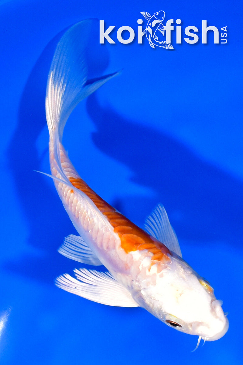 6.25" ARAGOKE KIKUSUI BUTTERFLY
