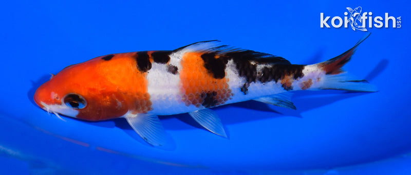 5.5" SANKE