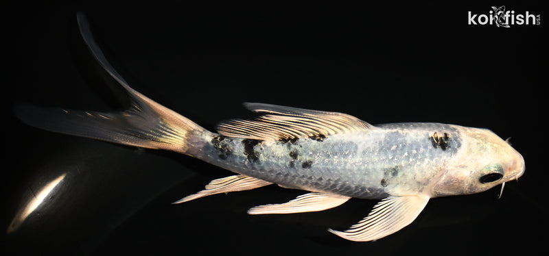 5.25" GIN SHIRO BEKKO BUTTERFLY