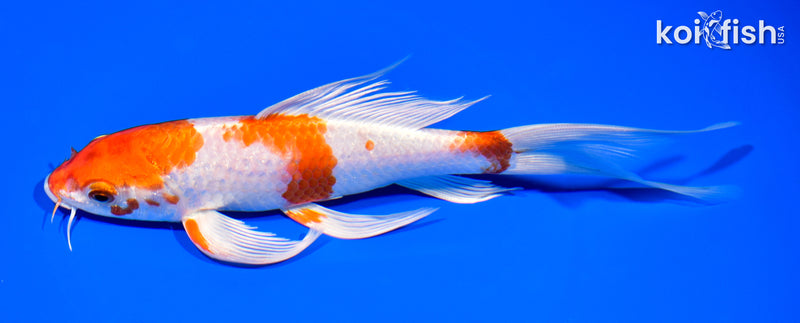8" HARIWAKE BUTTERFLY