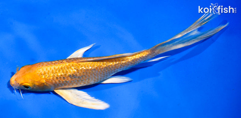 5.5" GINRIN YAMABUKI OGON BUTTERFLY