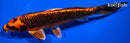 7.75" ORENJI MATSUBA