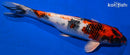 12.75" KIN SHOWA