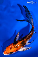 6" YAMATO NISHIKI BUTTERFLY