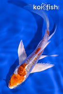 5.5" HEISEI NISHIKI BUTTERFLY