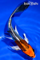 5.5" KUJAKU BUTTERFLY