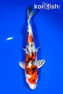 7.75" YAMATO NISHIKI