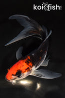 5.5" BENI MATSUKAWABAKE BUTTERFLY