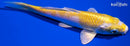 5.5" LEMON HARIWAKE