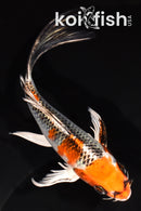7.25" KUJAKU BUTTERFLY
