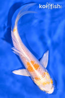 5" LEMON HARIWAKE BUTTERFLY
