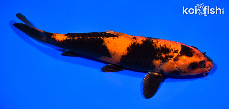 8.25" HI UTSURI