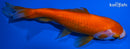 5" WAKIN GOLDFISH