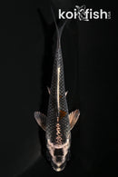 4" KUJAKU