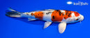 7.75" YAMATO NISHIKI