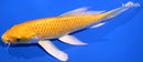 6.5" YAMABUKI OGON BUTTERFLY