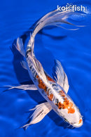 9" HEISEI NISHIKI BUTTERFLY