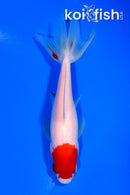 5.5" SARASA WAKIN GOLDFISH