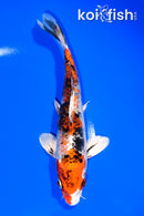 7.5" YAMATO NISHIKI