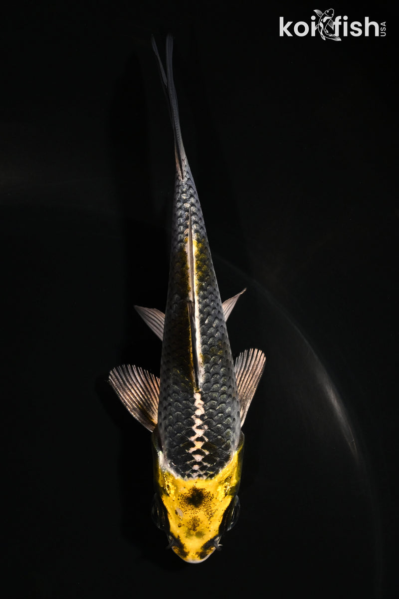 4.25" KI GINGA