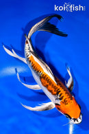 10.5" BENI KIKOKURYU BUTTERFLY
