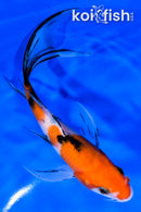 6" SANKE BUTTERFLY