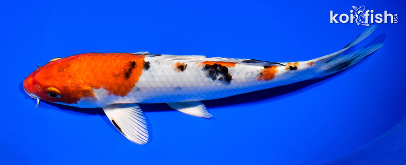 8.25" YAMATO NISHIKI