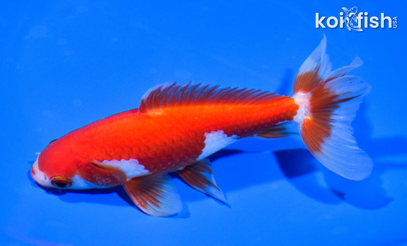 5.75" SARASA WATONAI GOLDFISH