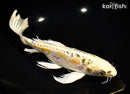 9.5" ARAGOKE KIN KIKOKURYU BUTTERFLY
