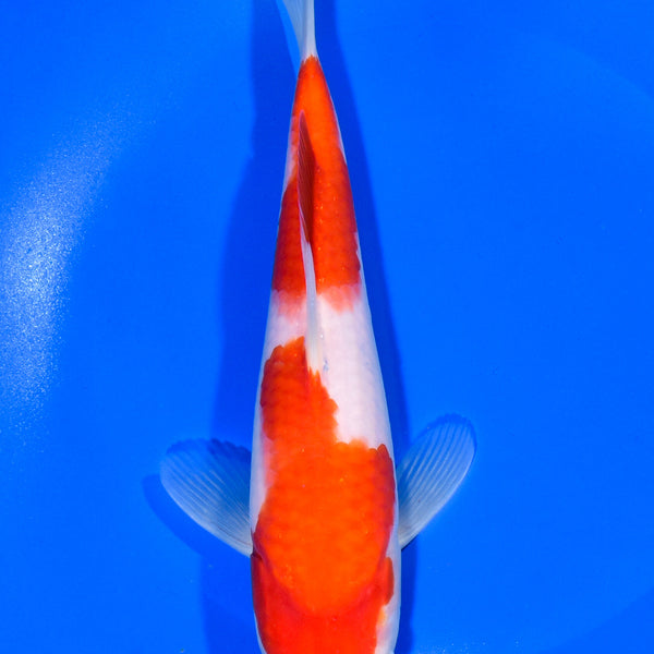 8.75