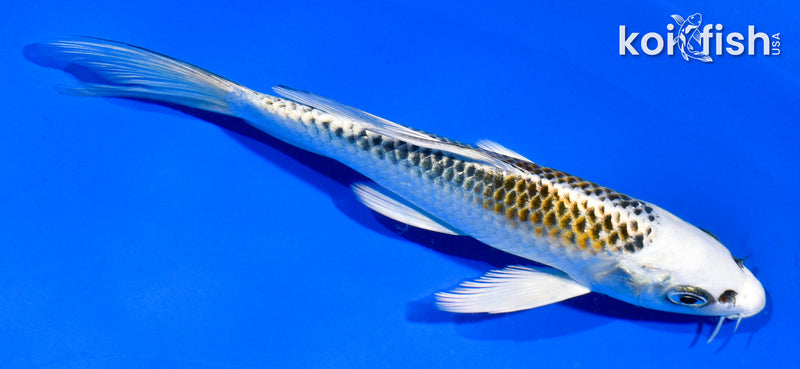 5.5" KUJAKU BUTTERFLY