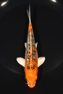 6.5" GINRIN KUJAKU