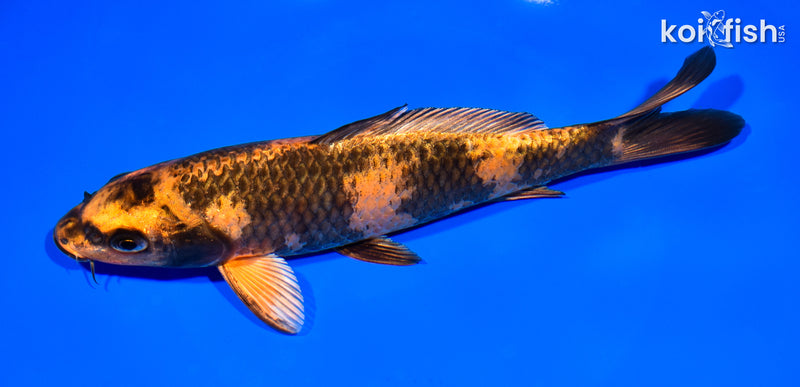 8.25" KIN HI UTSURI