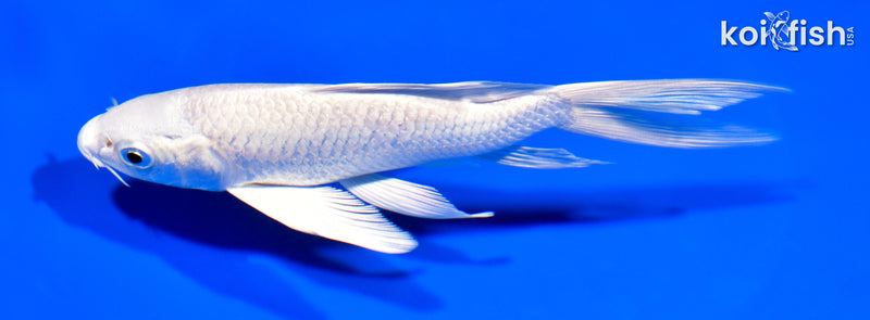 6" PLATINUM OGON BUTTERFLY