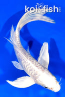 7" ARAGOKE PLATINUM OGON BUTTERFLY