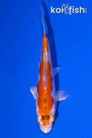 4.25" KIKUSUI