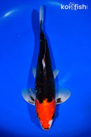 12.5" BENI MATSUKAWABAKE